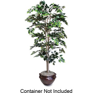 Ficus Tree