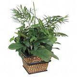 Nu-Dell Green Potted Plant - Mixed - Seagrass