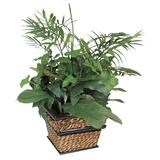 Nu-Dell Large Green Potted Plant - Mixed - Green, Ash