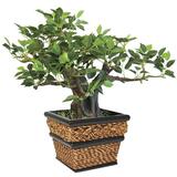 Nu-Dell Mini Potted Tree