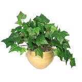 Nu-Dell Medium Green Potted Plant - Mixed - Green, Ash