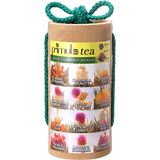 Primula Flowering Tea