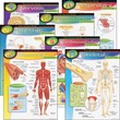 Trend The Human Body Learning Chart Trend The Human Body Learning Chart