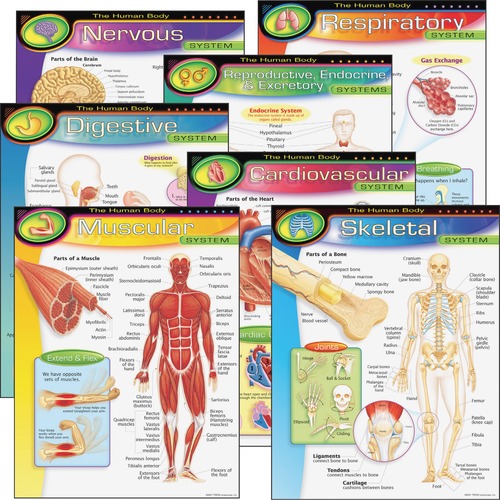 Trend Trend The Human Body Learning Chart