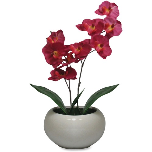 First Base First Base Elementals Moth Orchid Fuchsia Plant