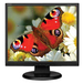 NEC Display AccuSync Business Series LCD73VX LCD Monitor