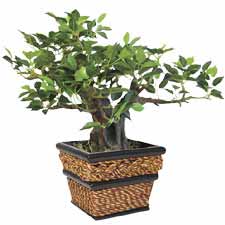 Bonsai Trees