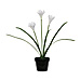Baumgartens 98041 Artificial Flower, White Iris, 4-1/4'' x 4-1/4'' x 15-1/2'', BAU98041, BAU 98041