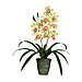 Baumgartens 98047 Sunny Cymbidium, w/ Ceramic Pot, 8'' x 8'' x 20'', BAU98047, BAU 98047