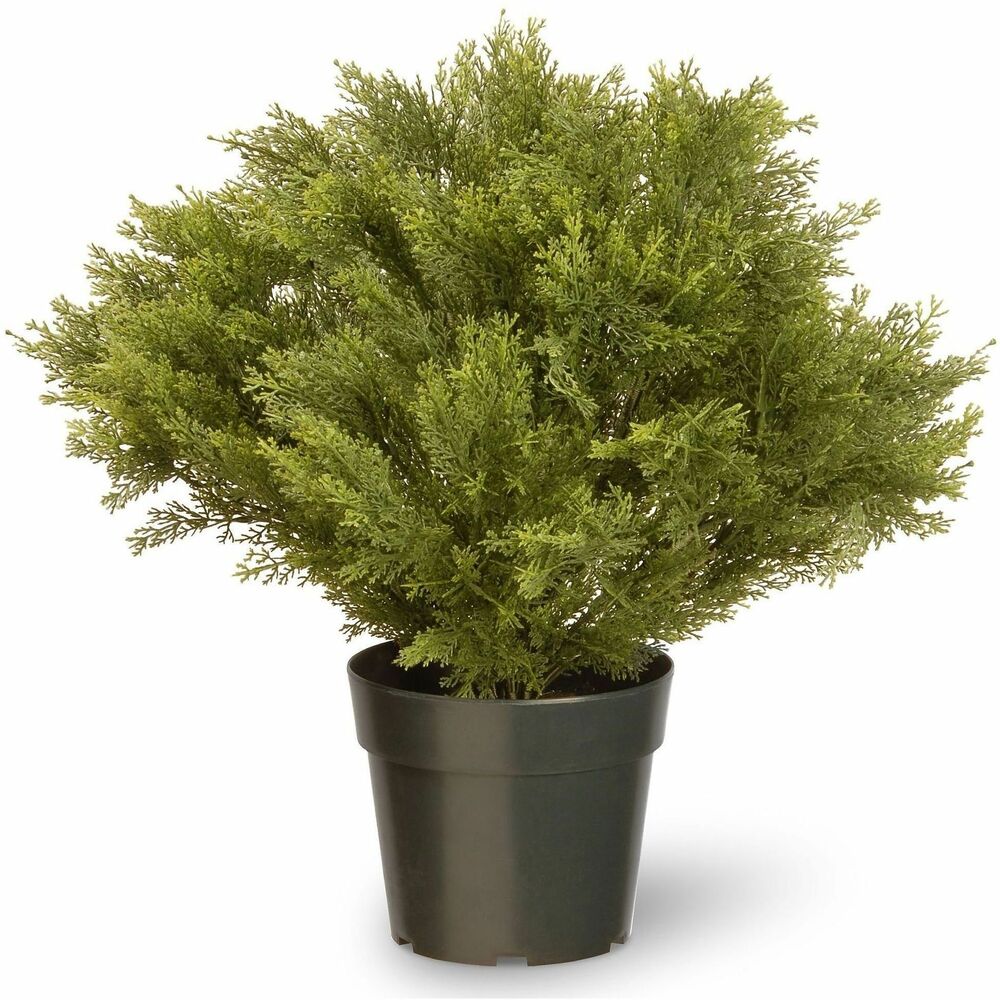 NLT729083602283 - 28" Globe Juniper Artificial Tree brings lifelike greenery to any indoor or outdoor space without the need for watering, pruning or seasonal upkeep. Crafted with UV-stabilized materials, it withstands outdoor elements while maintaining realistic color and texture. Tree features 1,233 branch tips for a full, natural appearance and comes in a sturdy, dark green round growers pot for stable placement. Ideal for patios, entryways, balconies or indoor decor, this artificial topiary provides lasting, low-maintenance beauty year-round.