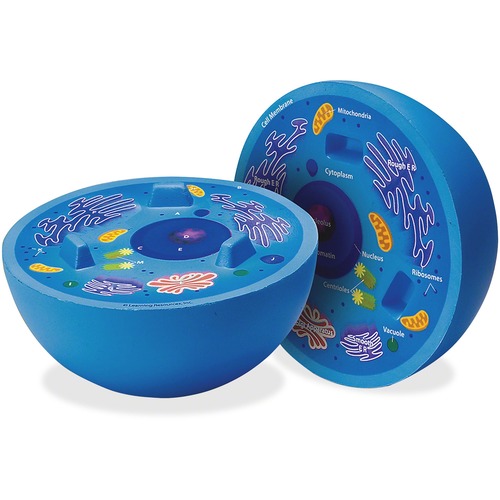Learning Resources Cross-section Animal Cell Model - Theme/Subject: Animal - Skill Learning: Microbiology, Animal Cell - 7-11 Year - 1 / Each