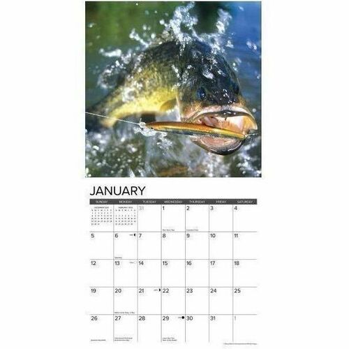 2025 Willow Creek Press Animals Wall Calendar, 12" x 12" , Bass Fishing, January To December, 41581 - Medium - Regular - Monthly - January 2025 to December 2025 - 12" x 12" Sheet Size - White Sheet - Stapled - Wall Mount - 12" Height x 12" Width - Interna