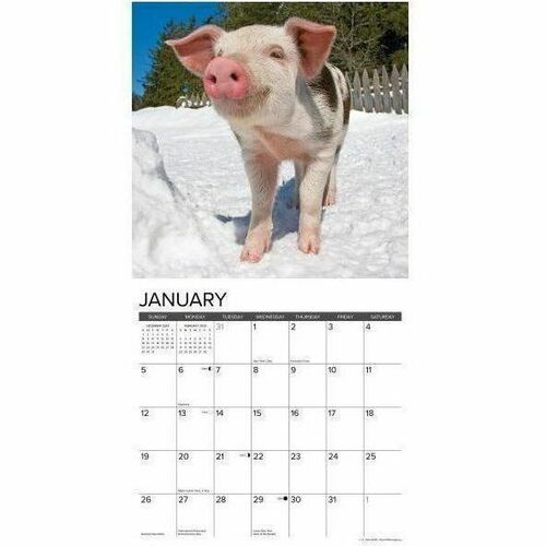 2025 Willow Creek Press Animals Monthly Wall Calendar, 12" x 12" , 12 Little Piggies, January To December, 41161 - Medium - Regular - Monthly - January 2025 to December 2025 - 12" x 12" Sheet Size - White Sheet - Stapled - Wall Mount - 12" Height x 12" Wi