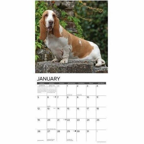 2025 Willow Creek Press Animals Monthly Wall Calendar, 12" x 12" , Basset Hounds, January To December, 41604 - Medium - Regular - Monthly - January 2025 to December - 12" x 12" Sheet Size - White Sheet - Stapled - Wall Mount - 12" Height x 12" Width - Int
