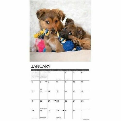 2025 Willow Creek Press Animals Monthly Wall Calendar, 12" x 12" , Puppy Playmates, January To December, 44605 - Medium - Regular - Monthly - January 2025 to December 2025 - 12" x 12" Sheet Size - White Sheet - Stapled - Wall Mount - 12" Height x 12" Widt