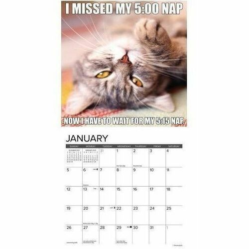 2025 Willow Creek Press Mini Wall Calendar, 7" x 7" , Cat-astrophe, January 2025 To December 2025, 45688 - Small - Regular - Monthly - January 2025 to December 2025 - 7" x 7" Sheet Size - White Sheet - Stapled - Wall Mount - 7" Height x 7" Width - Interna