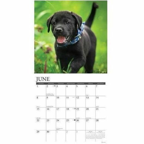 2025 Willow Creek Press Animals Monthly Wall Calendar, 12" x 12" , Black Lab Puppies, January To December, 41857 - Medium - Regular - Monthly - January 2025 to December 2025 - 12" x 12" Sheet Size - White Sheet - Stapled - Wall Mount - 12" Height x 12" Wi