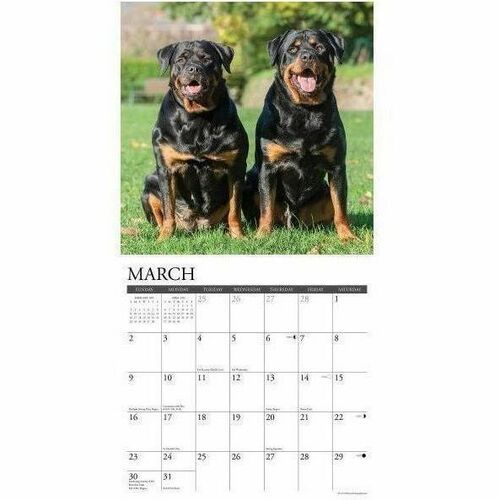 2025 Willow Creek Press Animals Monthly Wall Calendar, 12" x 12" , Rottweilers, January To December, 44698 - Medium - Regular - Monthly - January 2025 to December 2025 - 12" x 12" Sheet Size - White Sheet - Stapled - Wall Mount - 12" Height x 12" Width - 