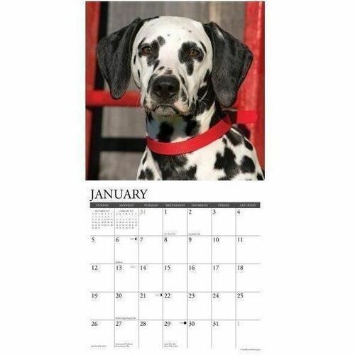 2025 Willow Creek Press Animals Monthly Wall Calendar, 12" x 12" , Dalmatians, January To December, 42670 - Medium - Regular - Monthly - January 2025 to December 2025 - 12" x 12" Sheet Size - White Sheet - Stapled - Wall Mount - 12" Height x 12" Width - I