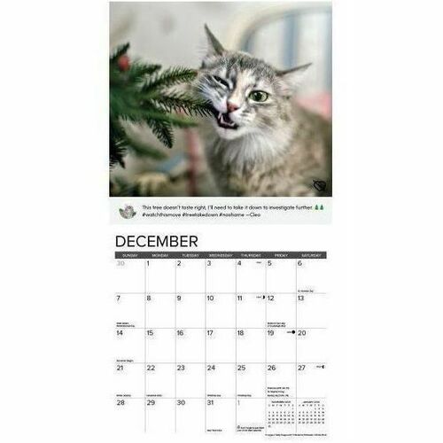 2025 Willow Creek Press Humor & Comics Monthly Wall Calendar, 12" x 12" , Cat Shaming, January To December, 42205 - Medium - Regular - Monthly - January 2025 to December 2025 - 12" x 12" Sheet Size - White Sheet - Stapled - Wall Mount - 12" Height x 12" W