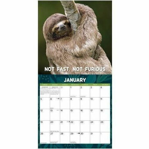 2025 Willow Creek Press Wall Calendar, 12" x 12" , Sloth Mode, January 2025 To December 2025, 44933 - Medium - Regular - Monthly - January 2025 to December 2025 - 12" x 12" Sheet Size - White Sheet - Stapled - Wall Mount - 12" Height x 12" Width - Interna