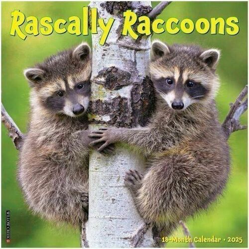 2025 Willow Creek Press Wall Calendar, 12" x 12" , Rascally Raccoons, January 2025 To December 2025, 44643 - Medium - Regular - Monthly - January 2025 to December 2025 - 12" x 12" Sheet Size - White Sheet - Stapled - Wall Mount - 12" Height x 12" Width - 