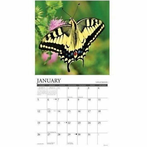 2025 Willow Creek Press Wall Calendar, 12" x 12" , Butterflies, January 2025 To December 2025, 42052 - Medium - Regular - Monthly - January 2025 to December 2025 - 12" x 12" Sheet Size - White Sheet - Stapled - Wall Mount - 12" Height x 12" Width - Intern