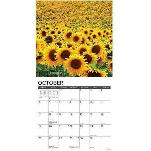 2025 Willow Creek Press Wall Calendar, 12" x 12" , Sunflowers, January 2025 To December 2025, 45039 - Medium - Regular - Monthly - January 2025 to December 2025 - 12" x 12" Sheet Size - White Sheet - Stapled - Wall Mount - 12" Height x 12" Width - Interna