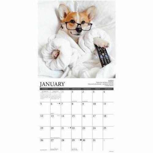 2025 Willow Creek Press Wall Calendar, 12" x 12" , Corgi Rules, January 2025 To December 2025, 42557 - Medium - Regular - Monthly - January 2025 to December 2025 - 12" x 12" Sheet Size - White Sheet - Stapled - Wall Mount - 12" Height x 12" Width - Intern