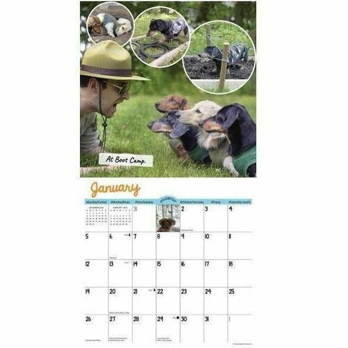 2025 Willow Creek Press Humor & Comics Monthly Wall Calendar, 12" x 12" , Crusoe the Celebrity Dachshund, January To December, 42632 - Medium - Regular - Monthly - January 2025 to December - 12" x 12" Sheet Size - White Sheet - Stapled - Wall Mount - 12" 