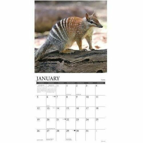 2025 Willow Creek Press Wall Calendar, 12" x 12" , Wildlife Down Under, January 2025 To December 2025, 46289 - Medium - Regular - Monthly - January 2025 to December 2025 - 12" x 12" Sheet Size - White Sheet - Stapled - Wall Mount - 12" Height x 12" Width 