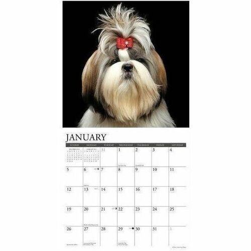2025 Willow Creek Press Wall Calendar, 12" x 12" , Shih Tzus, January 2025 To December 2025, 44872 - Medium - Regular - Monthly - January 2025 to December 2025 - 12" x 12" Sheet Size - White Sheet - Stapled - Wall Mount - 12" Height x 12" Width - Internat