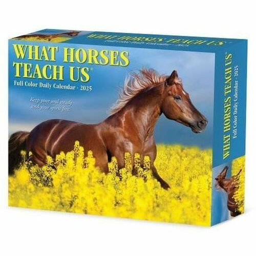 2025 Willow Creek Press Daily Desk Box Calendar, 5-1/2" x 6-1/4" , What Horses Teach Us, January to December 2025, 41123 - Small - Regular - Daily - January 2025 to December - 5 1/2" x 6 1/4" Sheet Size - White Sheet - Desk - 6.3" Height x 5.5" Width - In