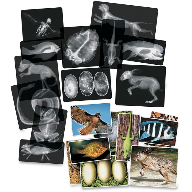 Roylco Animal X-Rays Set