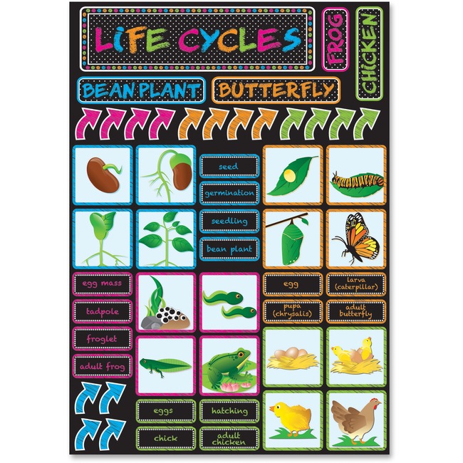 Ashley Life Cycles Mini Bulletin Board Set