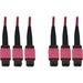 Eaton Tripp Lite Series 40/100/400G Multimode 50/125 OM4 Fiber Optic Cable (3x8F MTP/MPO-PC F/F), LSZH, Magenta, 10 m (32.8 ft.) - 32.81 ft Fiber Optic Network Cable for Switch, Patch Panel, Network Device - First End: 3 x MTP/MPO Network - Female - Secon