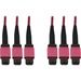 Eaton Tripp Lite Series 40/100/400G Multimode 50/125 OM4 Fiber Optic Cable (3x8F MTP/MPO-PC F/F), LSZH, Magenta, 15 m (49.2 ft.) - 49.21 ft Fiber Optic Network Cable for Switch, Patch Panel, Network Device - First End: 3 x MTP/MPO Network - Female - Secon