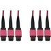 Eaton Tripp Lite Series 40/100/400G Multimode 50/125 OM4 Fiber Optic Cable (3x8F MTP/MPO-PC F/F), LSZH, Magenta, 23 m (75.5 ft.) - 75.46 ft Fiber Optic Network Cable for Network Device, Switch, Patch Panel - First End: 3 x MTP/MPO Network - Female - Secon
