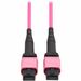 Eaton Tripp Lite Series 100G Multimode 50/125 OM4 Fiber Optic Cable (12F MTP/MPO-PC F/F), OFNP, Magenta, 1 m (3.3 ft.), TAA - 3.28 ft Fiber Optic Network Cable for Network Device, Patch Panel, Switch - First End: 1x MTP/MPO Network - Female - Second End: 