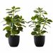 Monarch Specialties Artificial Plant - 2pcs / 14"H Ficus Elastica in 4" Pot - Ficus Elastica - Stem - Pot2 / Box