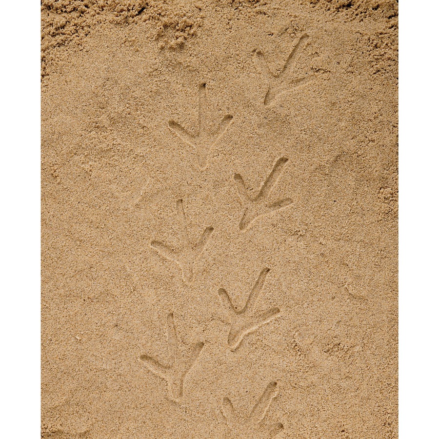 Let's Investigate Farmyard Footprints - Set of 8 Stones - Life Science - YLDYUS1065