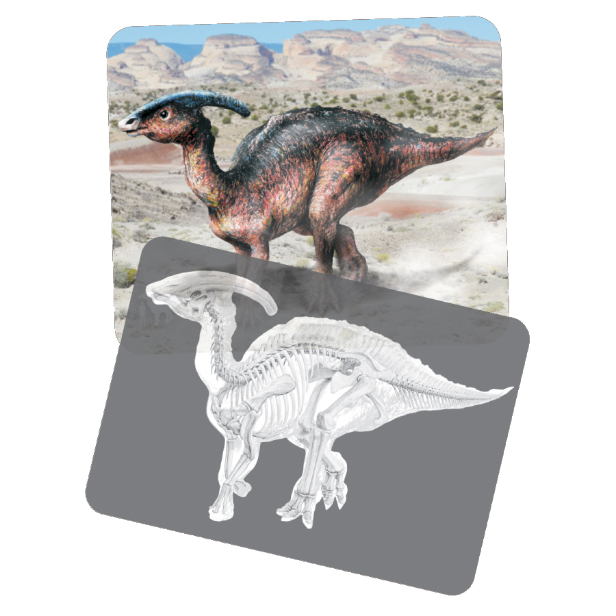 Roylco Discover Dinosaurs Picture Cards & X-rays - Skill Learning: Exploration, Concentration, Creativity - 24 Pieces - 4+ - Life Science - ROY59240