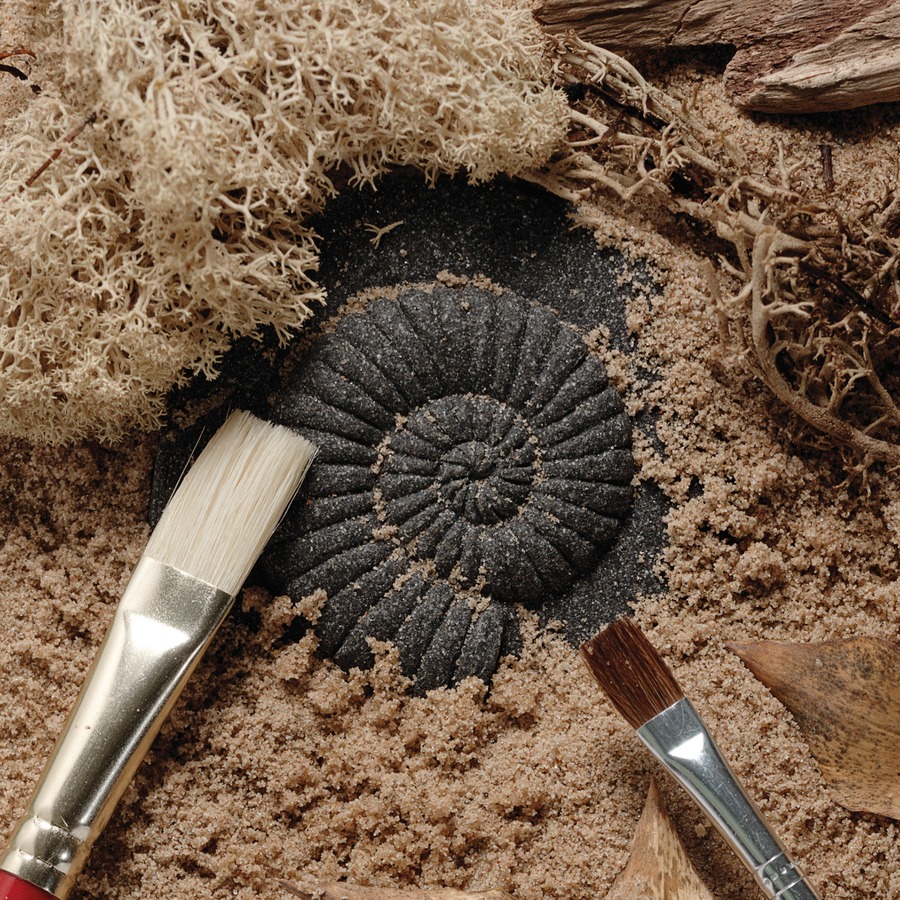 Let's Investigate Fossils - Set of 8 Fossils - Life Science - YLDYUS1041