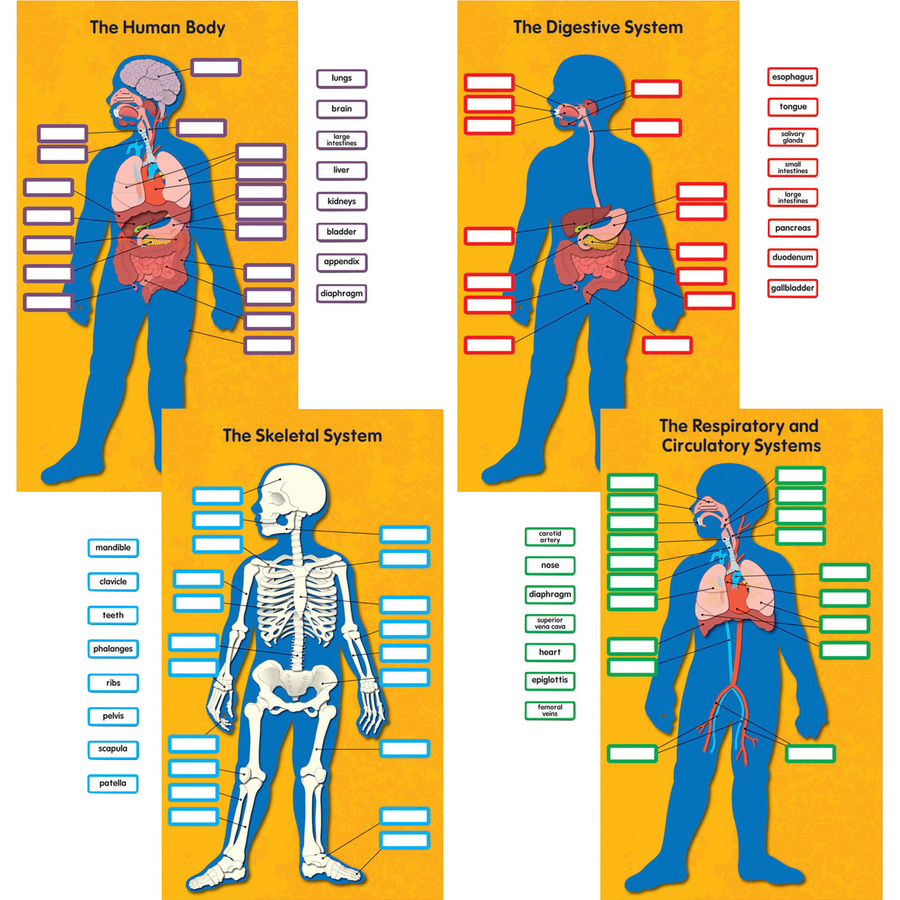 Carson Dellosa Education Human Body Bulletin Board Set | Sandia Office ...