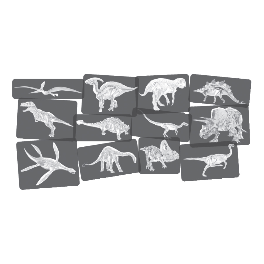 Roylco Discover Dinosaurs Picture Cards & X-rays