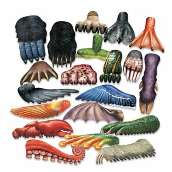 Roylco - Grattoir à peinture Animal