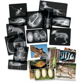 Roylco Animal X-Rays
