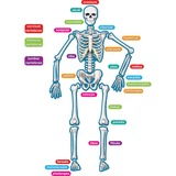 TCR77241 - Teacher Created Resources Human Skeleto...