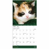 TF Publishing 2026 Kittens Mini Calendar - 12 Month - January 2026 to December 2026 - 7" (177.80 mm) x 7" (177.80 mm) Sheet Size - Wall Mount - Multi - Paper