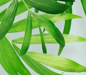 Description of the image